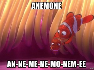 anemone-annemenemonemee-500x375c
